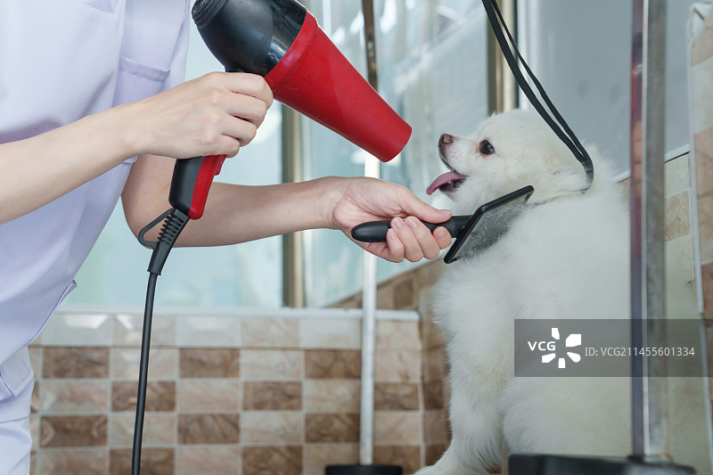 宠物美容师用吹风机为小狗吹理毛发图片素材