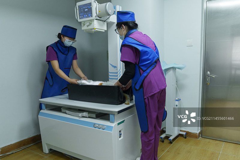 宠物医生在诊疗室对猫咪进行检查图片素材