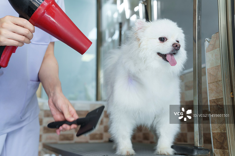 宠物美容师用吹风机为小狗吹理毛发图片素材