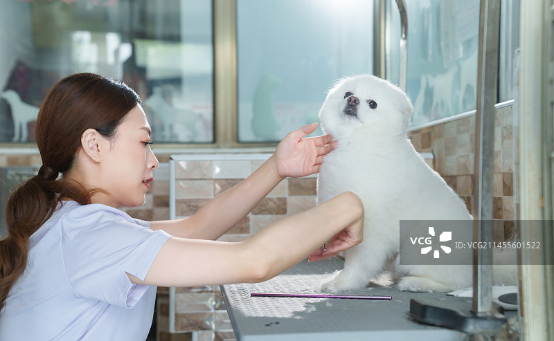 宠物美容师用剪刀为小狗修剪毛发图片素材