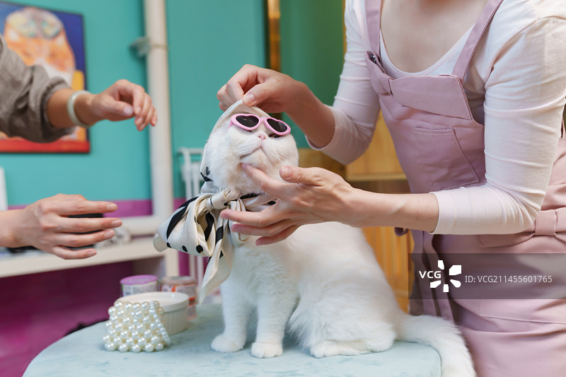 宠物医院内装扮猫咪的工作人员图片素材