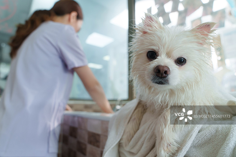 宠物美容师给狗洗澡图片素材