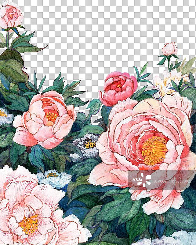 牡丹元素图片素材