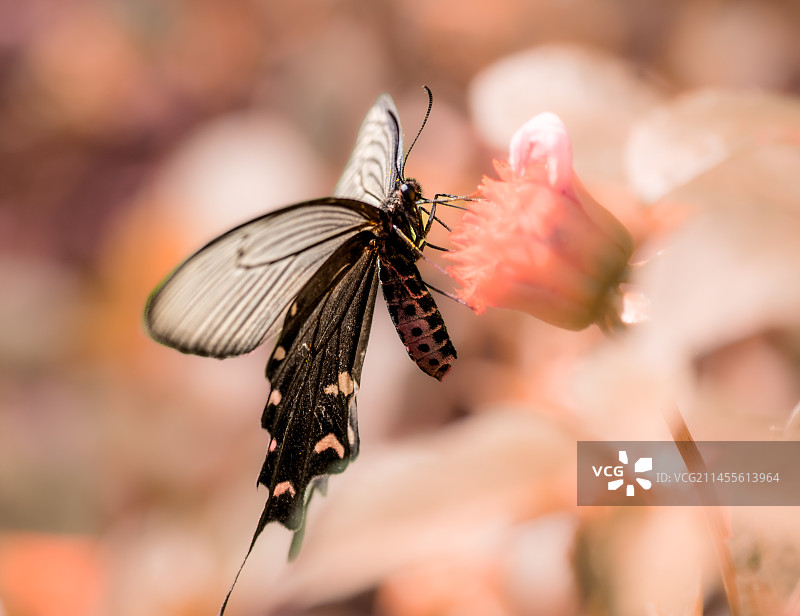 蝶恋花 蝴蝶、凤尾蝶的微距图片素材