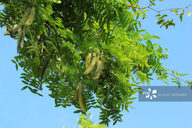 蓝色天空背景下的皂角树和皂荚图片素材