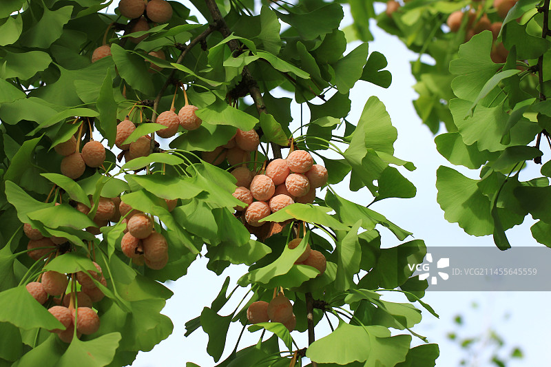 秋天成熟的银杏果实图片素材