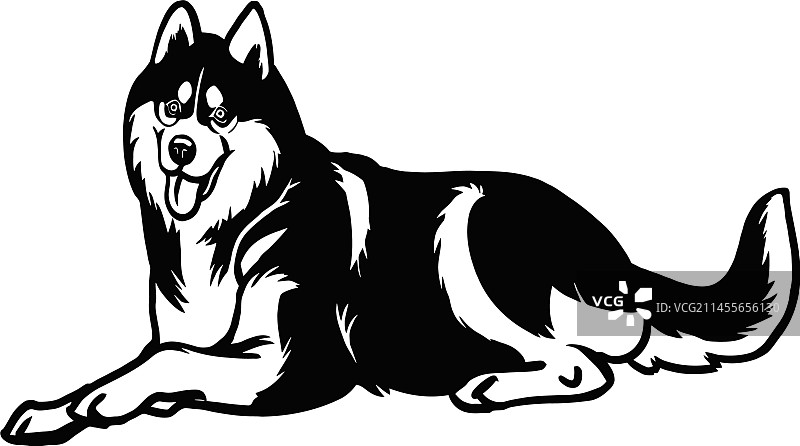 西伯利亚哈士奇犬 - 躺着的狗素材图片素材