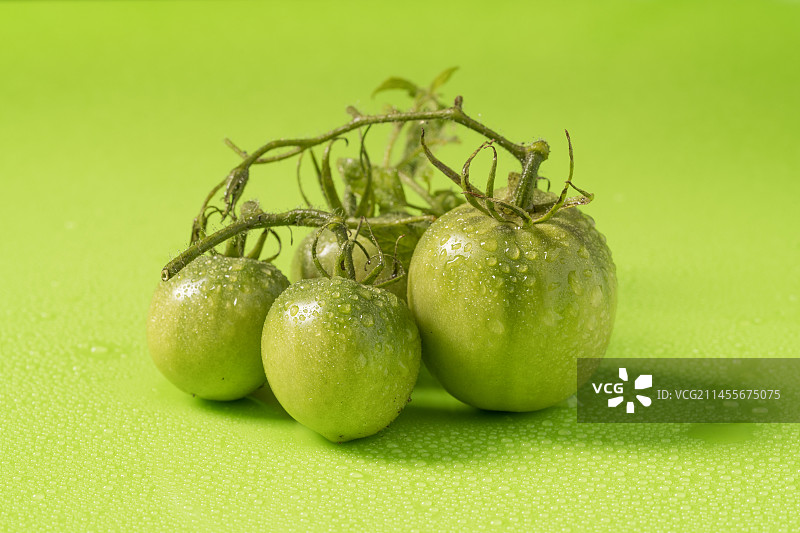 纯色背景下的新鲜绿番茄图片素材