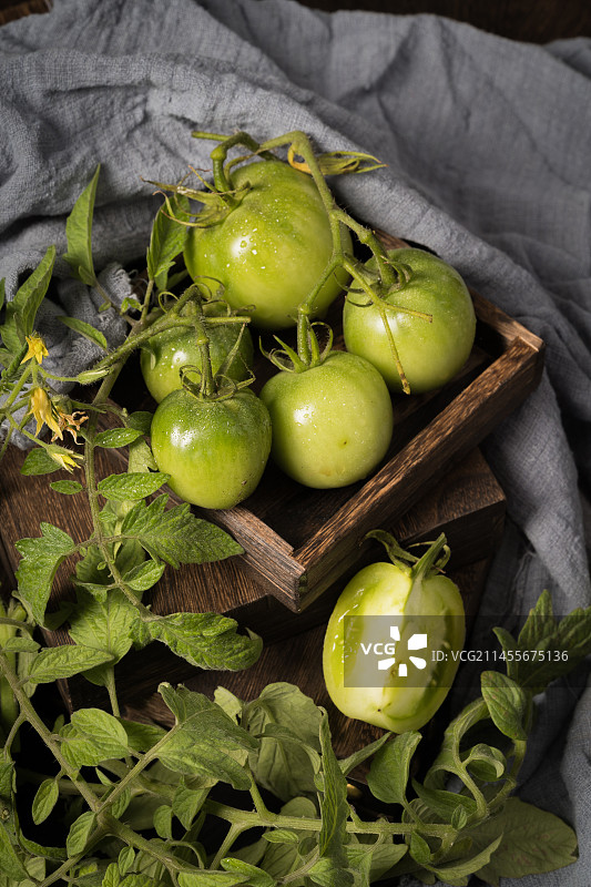 简单背景下的新鲜绿番茄图片素材