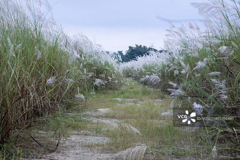 芒草开花形成一个隧道图片素材