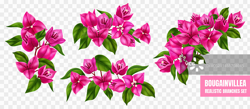 三角梅树枝透明素材图片素材