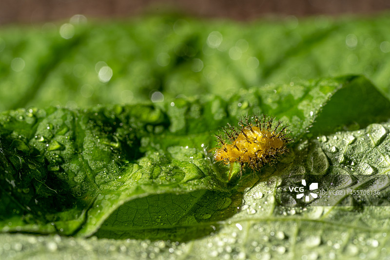 绿叶上的迷你小洋辣子图片素材