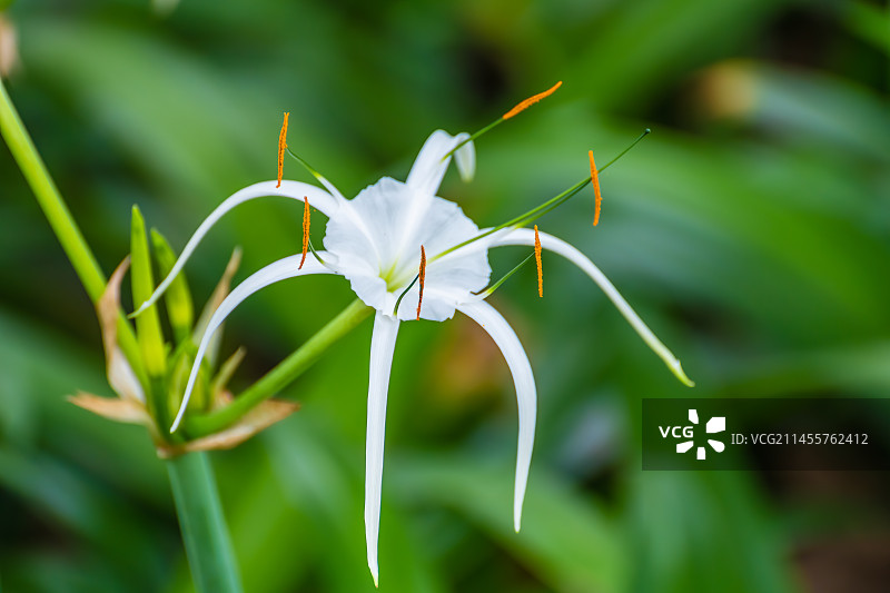 姿态娇媚的水鬼蕉（蜘蛛兰）图片素材