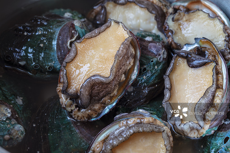 新鲜鲍鱼食材图片素材