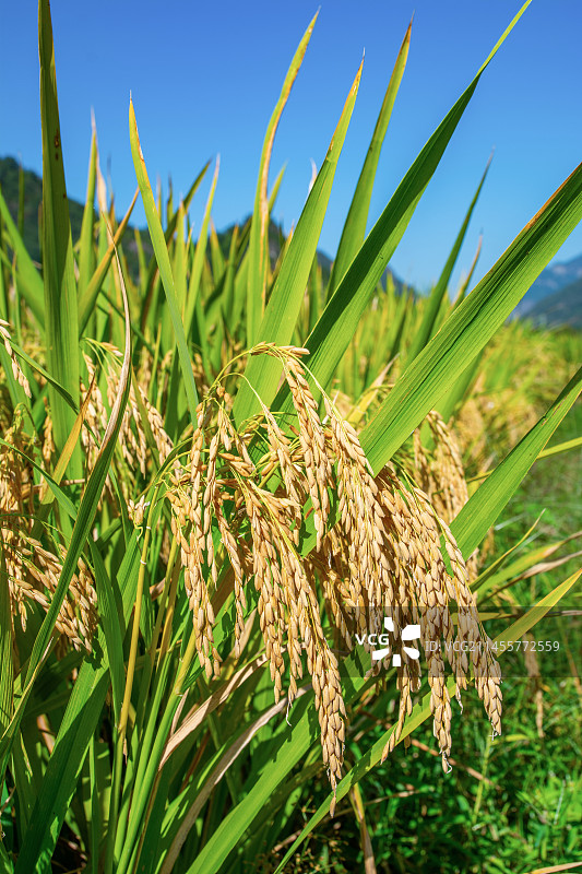 秋天 稻谷 稻穗 乡村农田 丰收季节 山村农田 稻田图片素材
