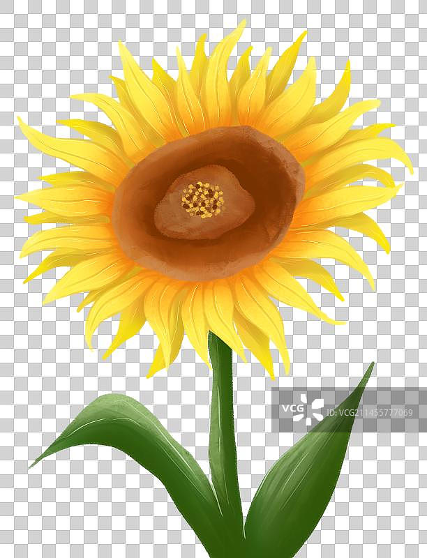 鲜花向日葵图片素材