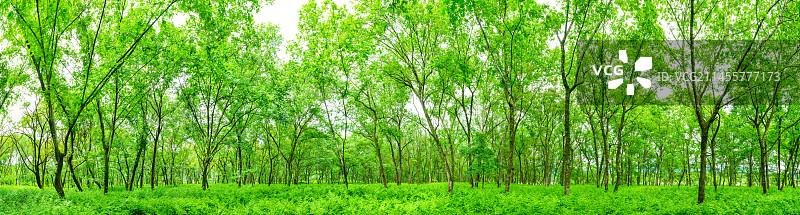 树林 森林 郊外滩林 绿色树林 树林大画幅 高清树林 森林宽幅 绿树林 绿色背景 树林背景 森林背景图片素材