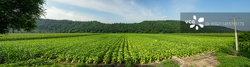 大面积种植的黄烟图片素材