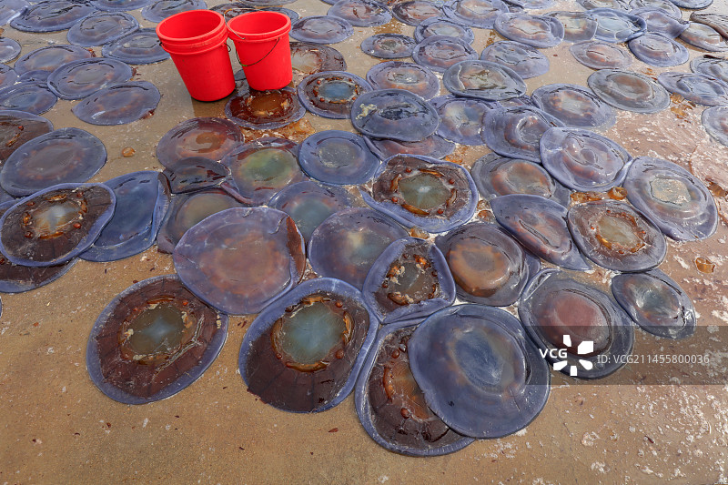 摊铺在地面的海蜇皮图片素材