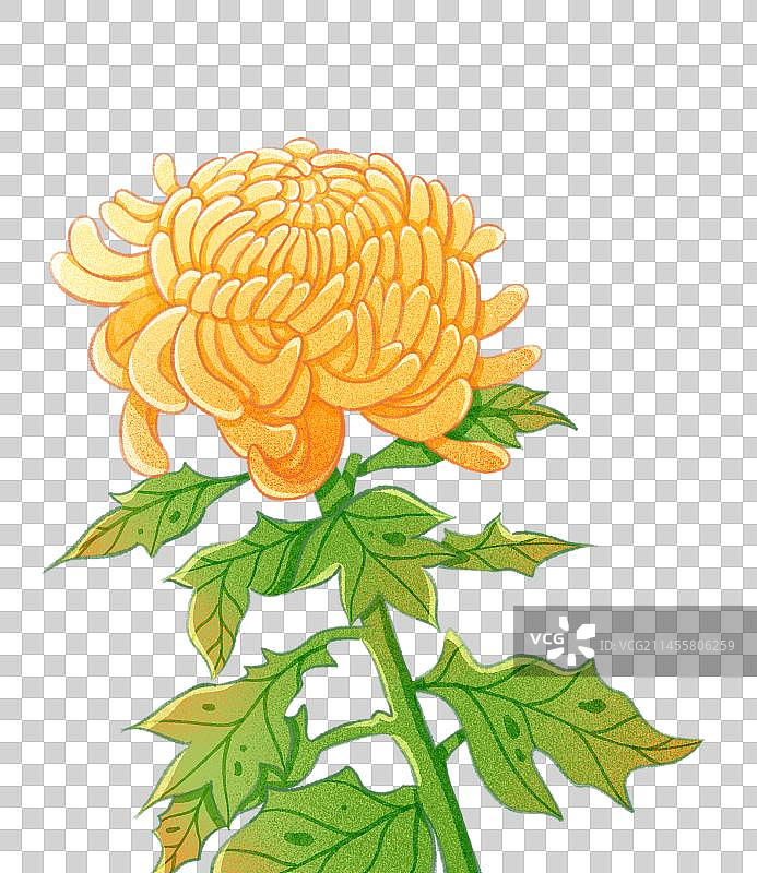 菊花图片素材