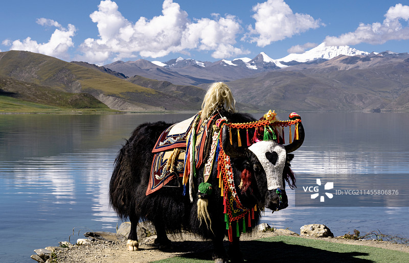 雪域宠物图片素材