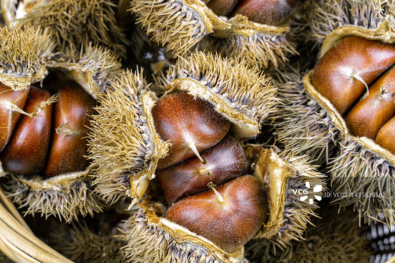成熟的板栗图片素材