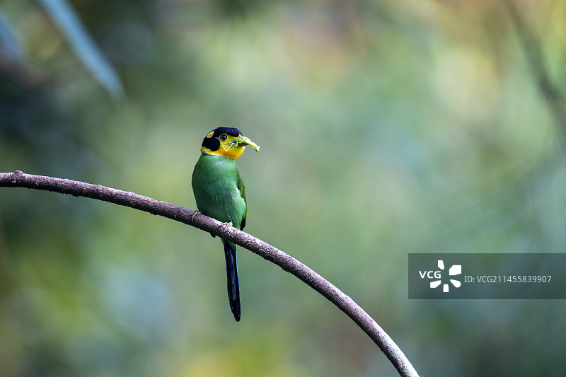 叼着螳螂的阔嘴长尾鸟图片素材