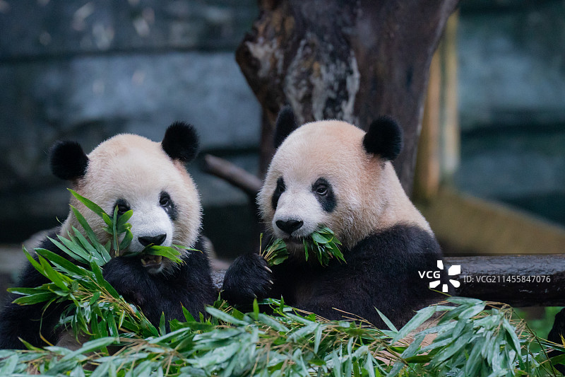 大熊猫熊猫幼崽国宝图片素材