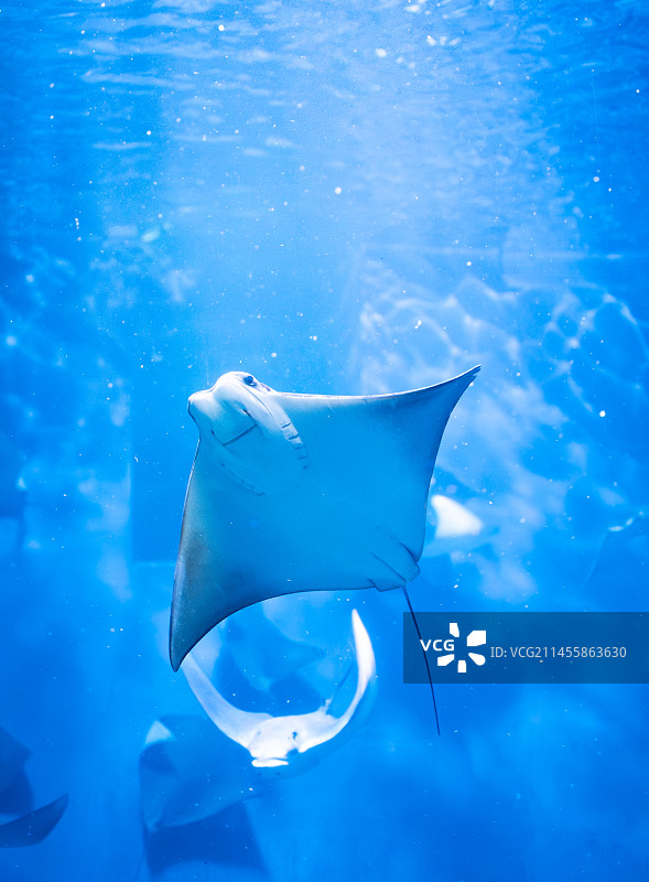 上海水族馆的魔鬼鱼图片素材