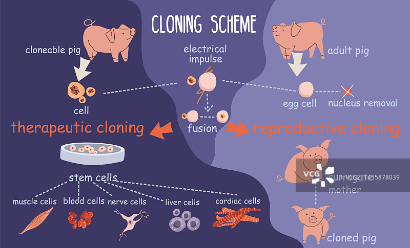 克隆方案扁平化信息图图片素材
