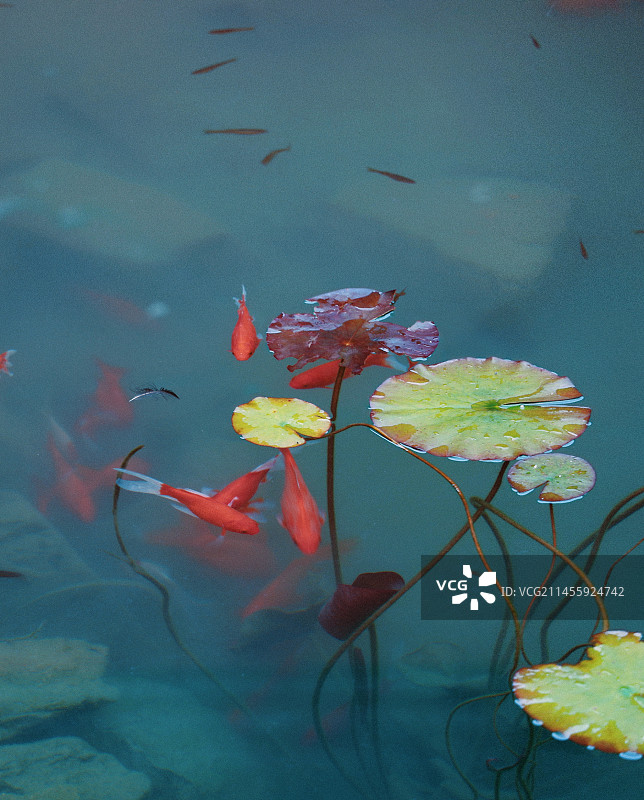 锦鲤与落叶图片素材