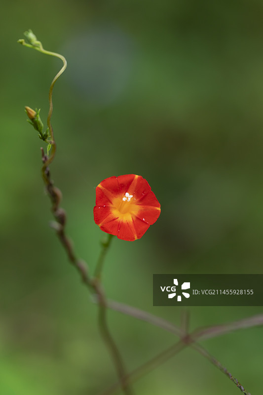 红色喇叭花图片素材