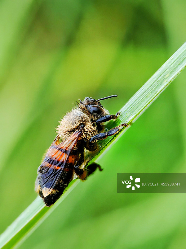 被雨淋湿的蜜蜂图片素材