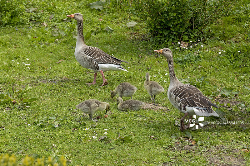 在格吕克斯堡城堡公园吃草的鸿雁和鹅崽，德国石勒苏益格-荷尔斯泰因州图片素材