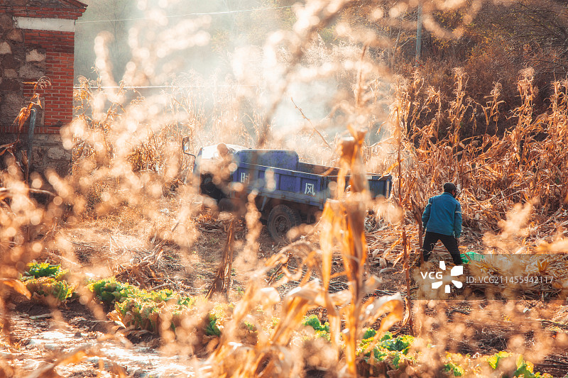 东北秋季秋收场景人文风景图片素材
