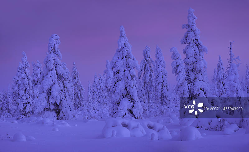 芬兰拉普兰乌尔霍凯科宁国家公园的冬季黎明图片素材