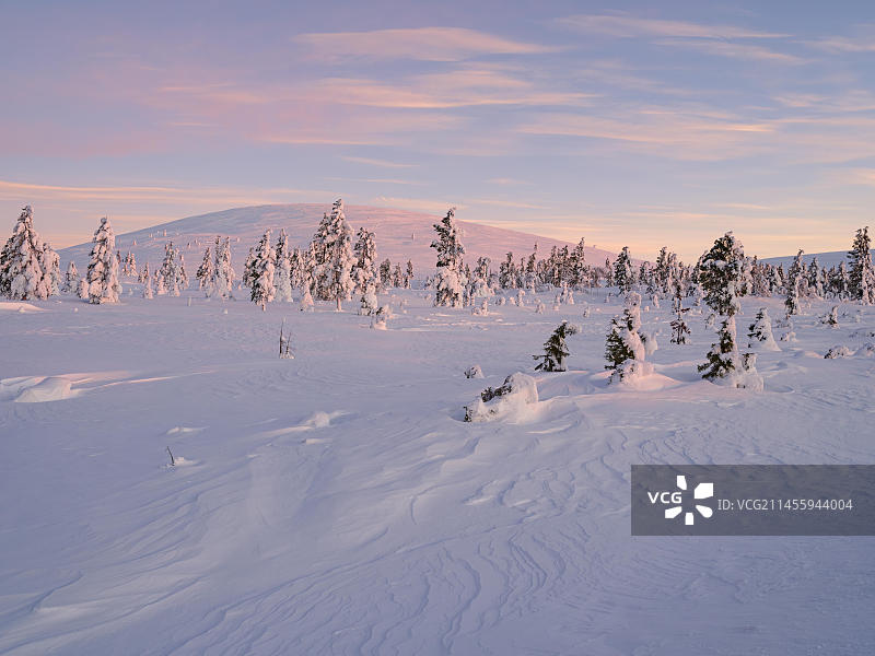 芬兰拉普兰帕拉斯-伊拉斯敦图里国家公园的冬季清晨景色图片素材