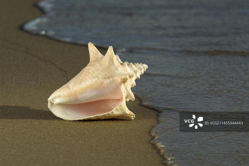 成年女王海螺贝图片素材