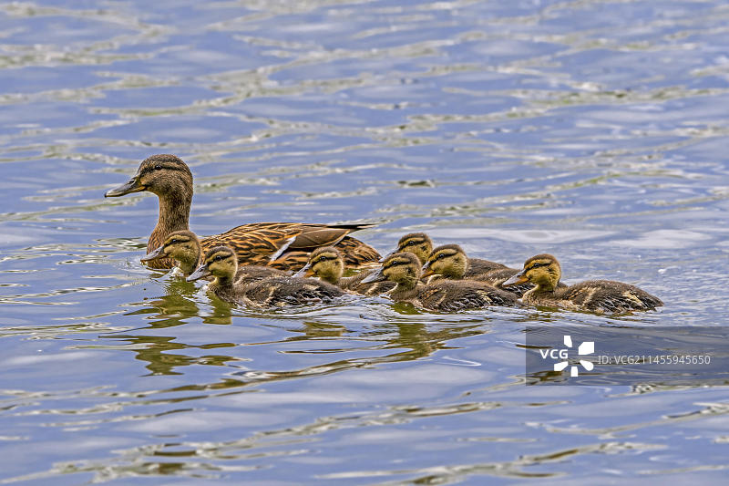 带着七只小鸭在池塘里游泳的雌性绿头鸭图片素材
