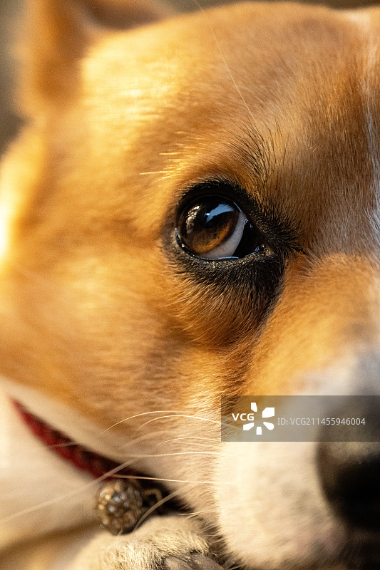 柯基狗狗的眼睛图片素材