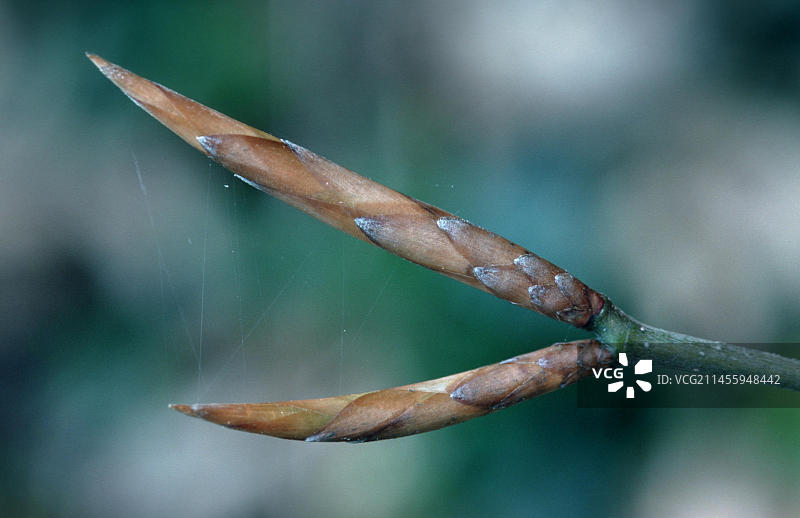 铜山毛榉（水青冈属）花蕾图片素材