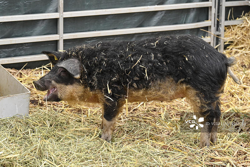 曼加利察猪图片素材