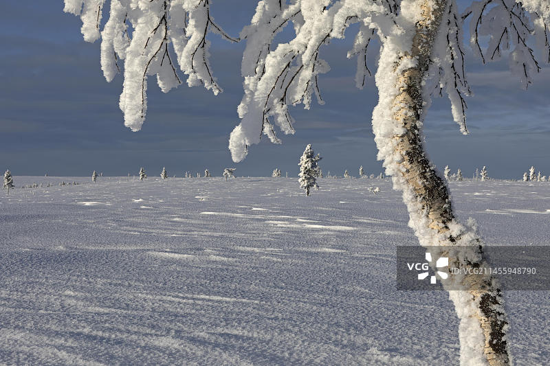 芬兰拉普兰萨利色尔卡山上的积雪桦树图片素材