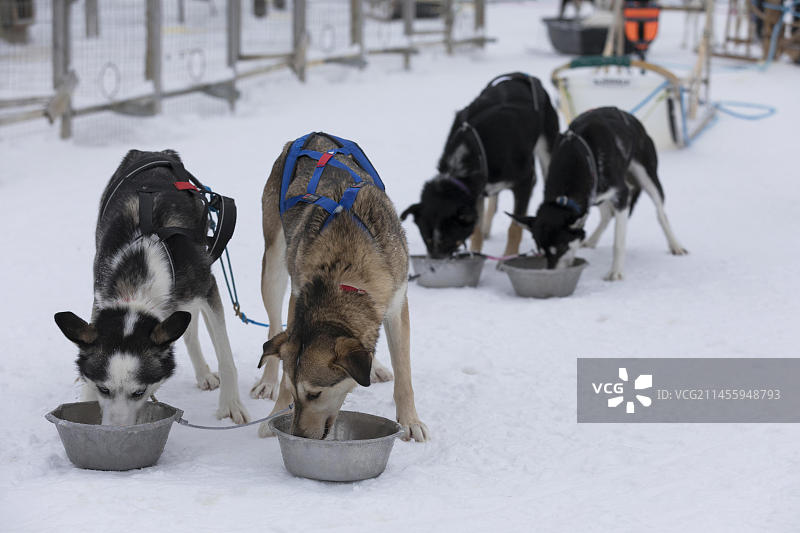 在寒冷的芬兰拉普兰，欧洲，哈士奇在行驶后进食图片素材