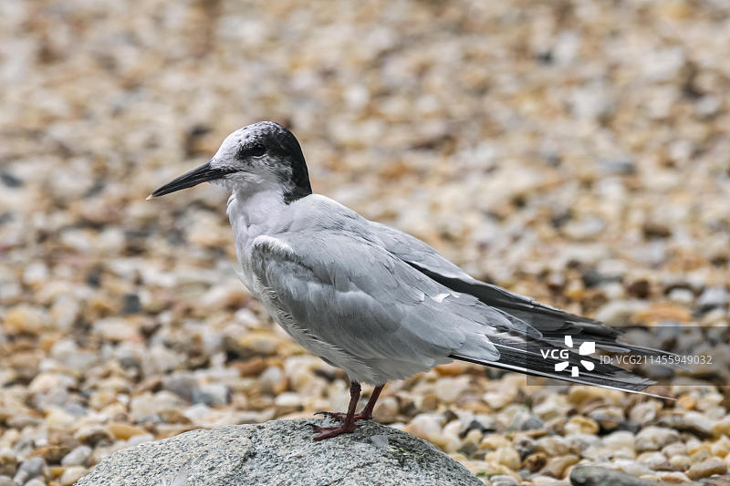 普通燕鸥：非繁殖羽，栖息在砾石滩的巨石上图片素材