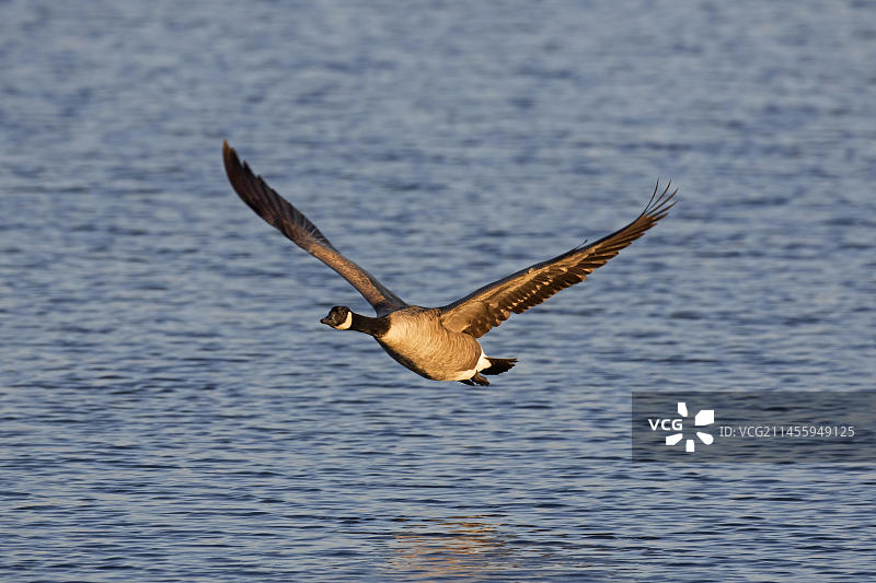 飞越海水的加拿大黑雁图片素材