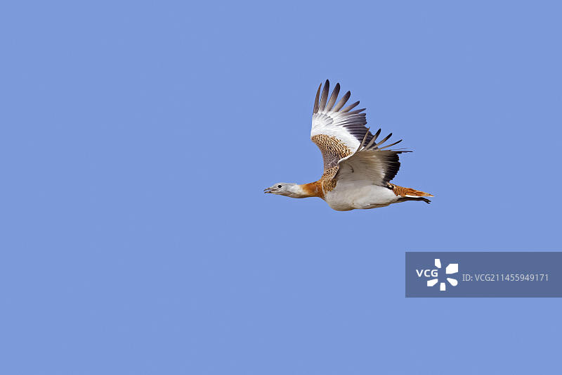 大鸨飞行图片素材