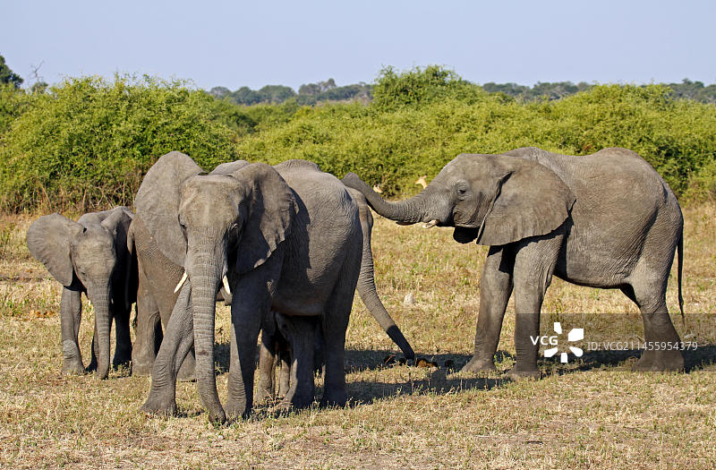 非洲象在博茨瓦纳乔贝国家公园图片素材
