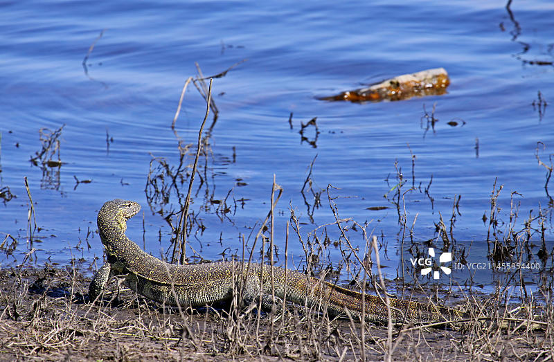 博茨瓦纳乔贝国家公园的尼罗河巨蜥图片素材