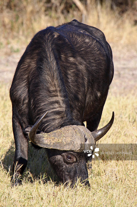 卡菲尔B图片素材